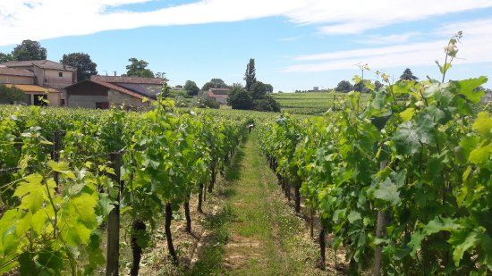 Vignobles Carles