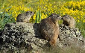 Parc Animalier des Pyrénées