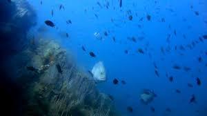 Réserve Naturelle Marine Cerbère Banyuls