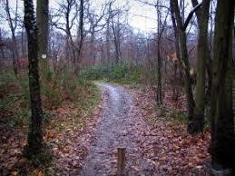 Forêt de Meudon