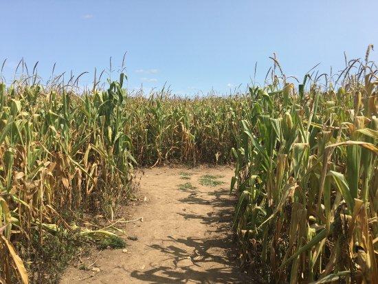 Labyrinthe Végétal Les Fées Mères