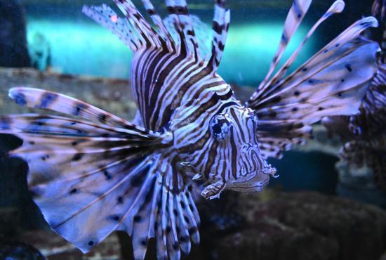 Aquarium du Golfe