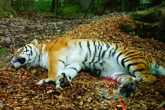 ZooSafari de Thoiry