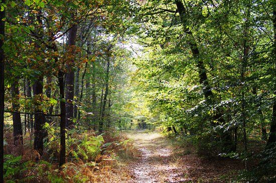 Forêt de Fontainebleau
