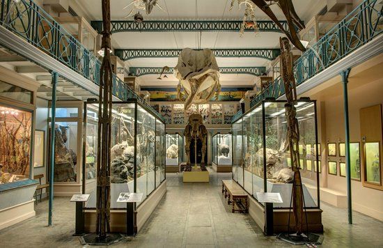 Musée d'histoire naturelle de Lille